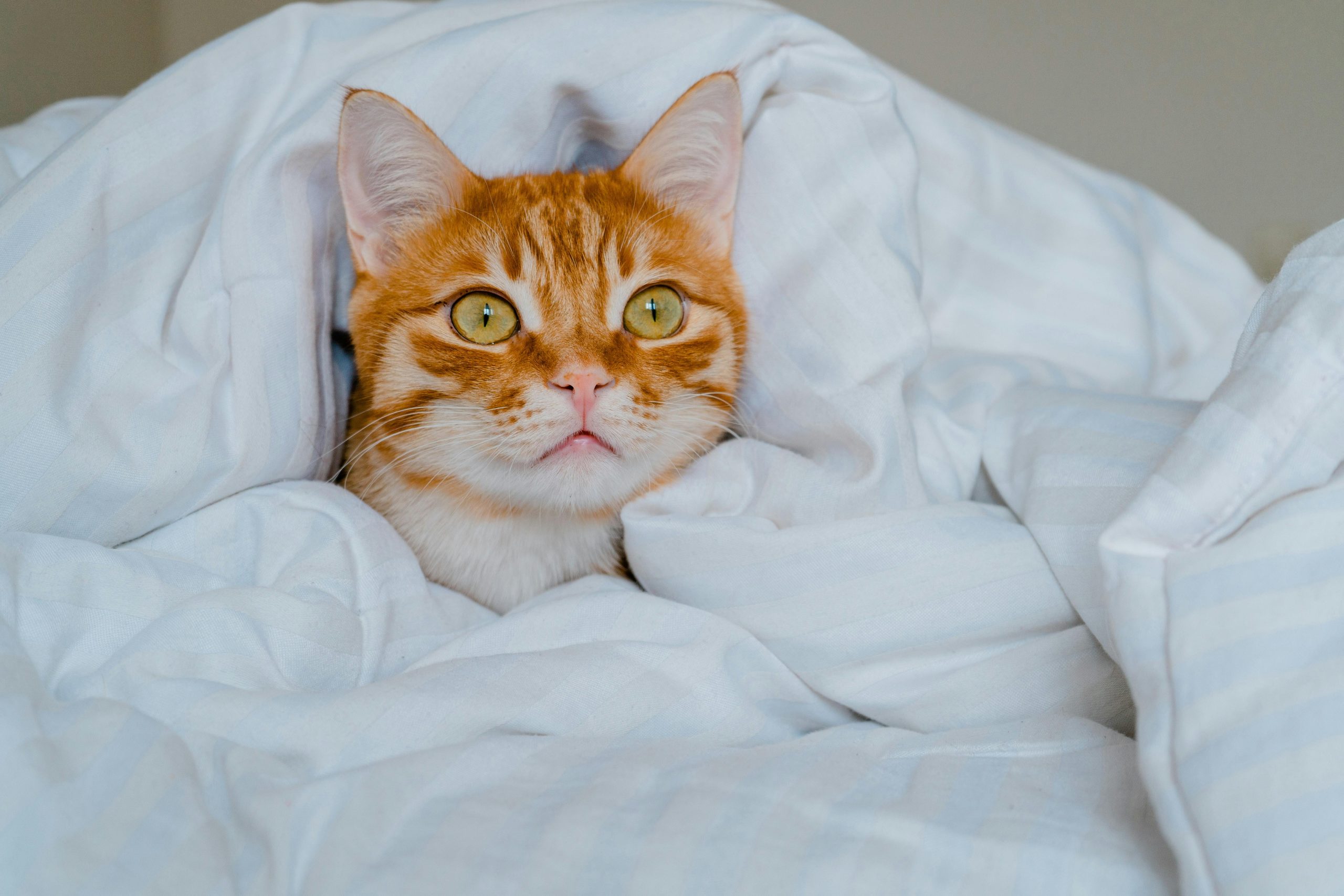 What is a Duvet Day? The Complete HR Guide SkyHR
